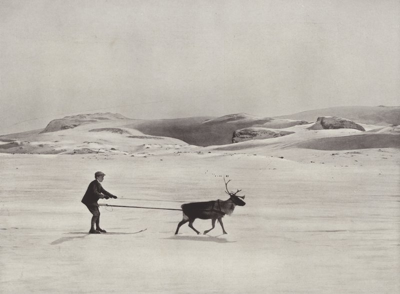 Skifahren mit Rentieren in den Bergen von Norwegian Photographer