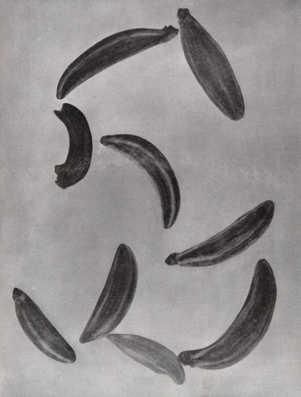 Kümmelsamen von Paul Henning