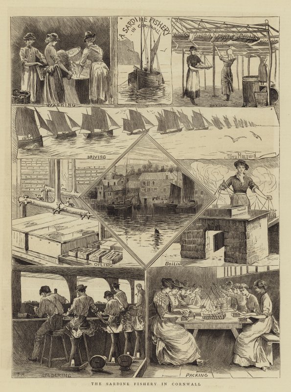 Die Sardinenfischerei in Cornwall von Percy Macquoid