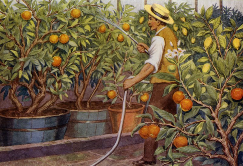 Orangen und Zitronen von Percy James Billinghurst