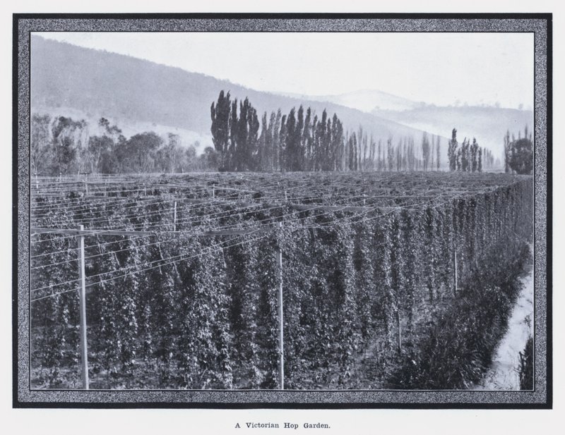 Ein viktorianischer Hopfengarten (s/w Foto) von Photographer Australian