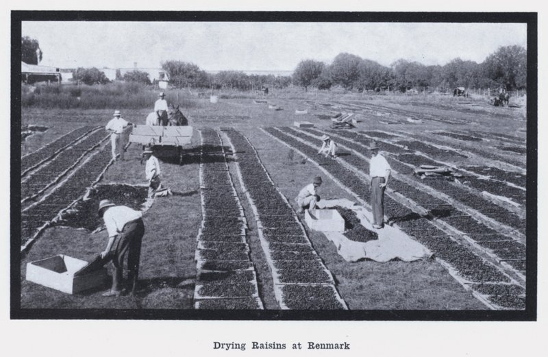 Rosinen trocknen in Renmark (s/w Foto) von Photographer Australian