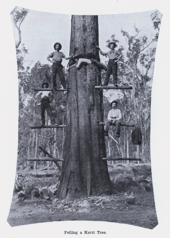 Fällen eines Karri-Baums von Photographer Australian