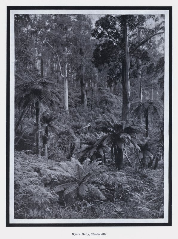 Nyora Gully, Healesville (s/w Foto) von Photographer Australian