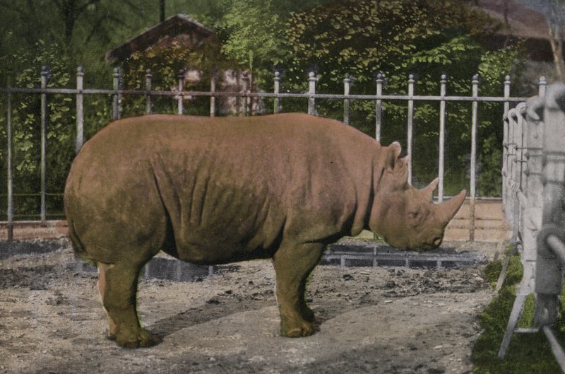 Kölner Zoo, Nashorn von Photographer German