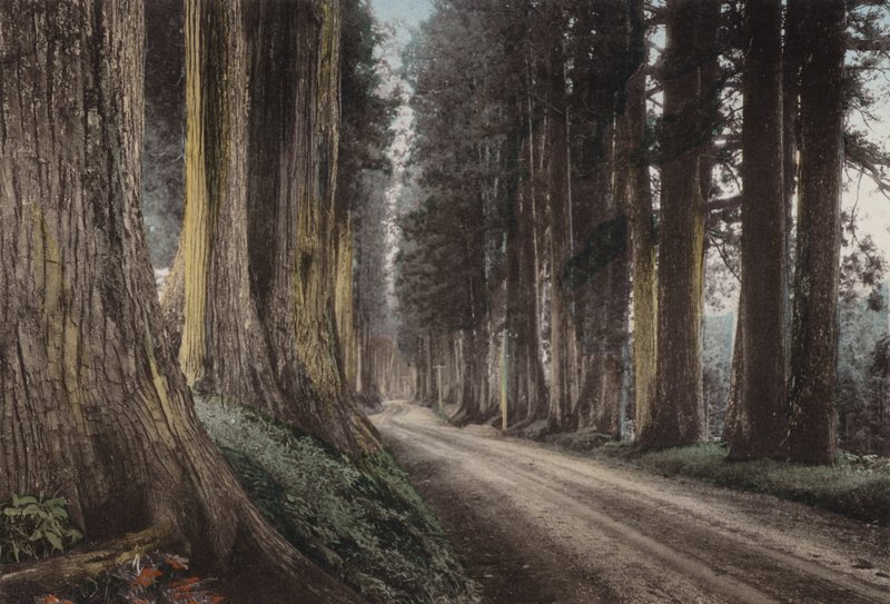 Japan, ca. 1912: Kryptomerienstraße, Nikko von Photographer Japanese