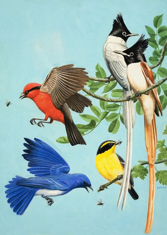 Bunt gefärbte Vögel von R.B. Davis