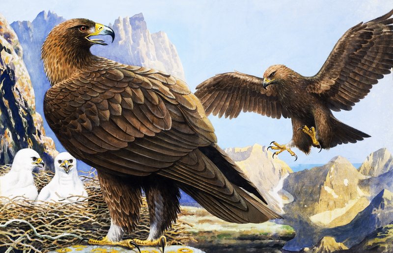 König der Vögel, aus 