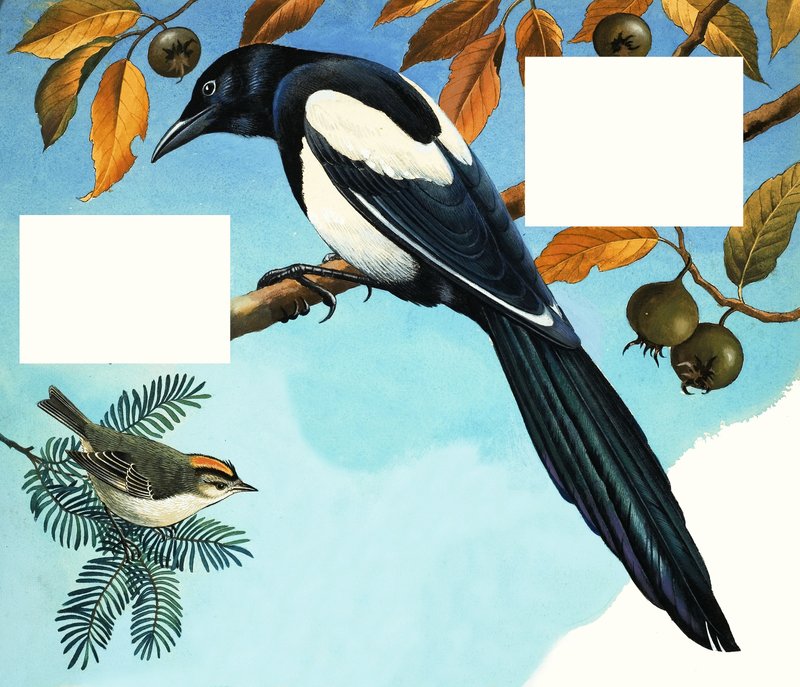 Elster und Goldhähnchen von R.B. Davis