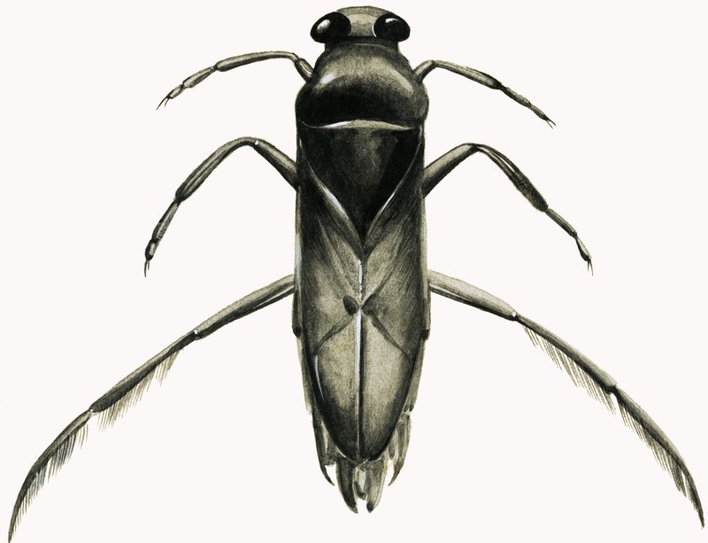 Wasserläufer von R.B. Davis