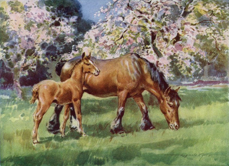 Illustration für Meine Farm von Reginald Mills