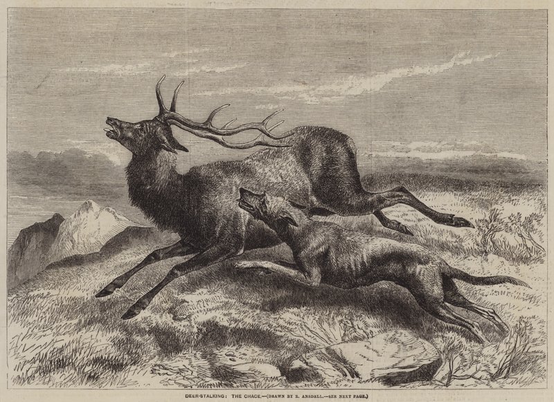 Hirschjagd, die Jagd von Richard Ansdell