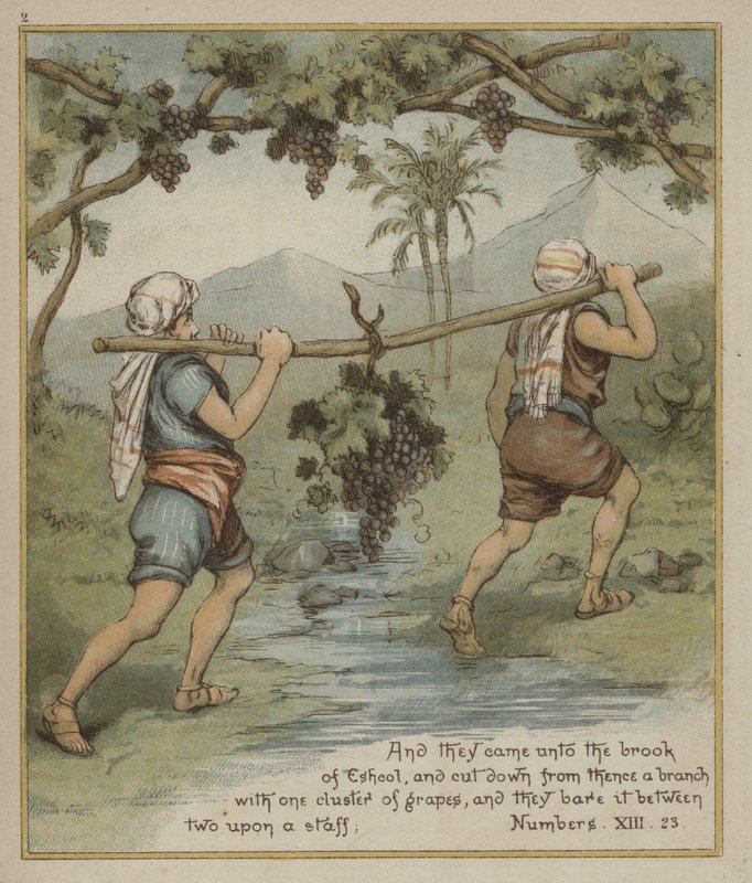Eine Traube aus Eshkol von Richard Andre