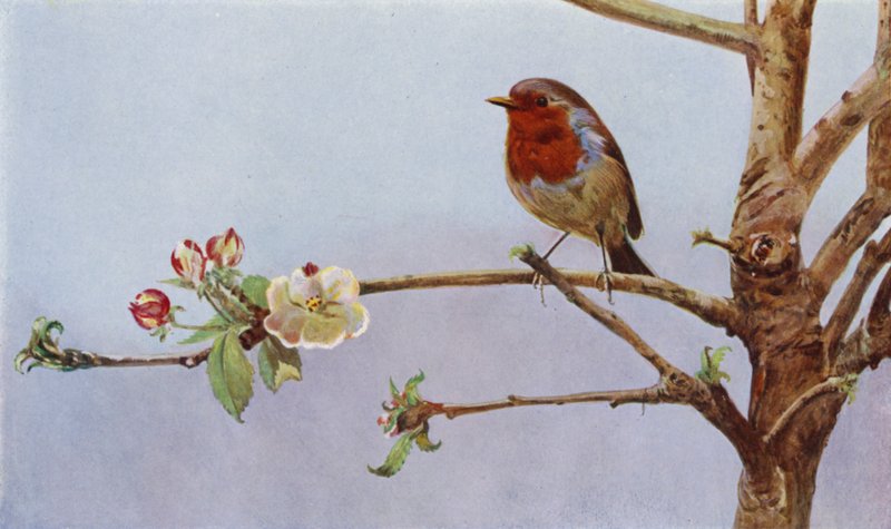 Das Rotkehlchen von Richard and Cherry Kearton