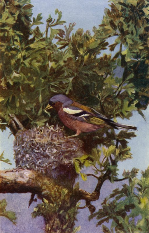 Buchfink am Nest von Richard and Cherry Kearton