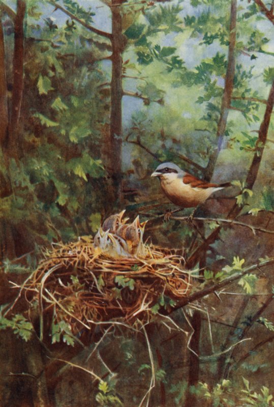 Männlicher Rotrückenwürger von Richard and Cherry Kearton