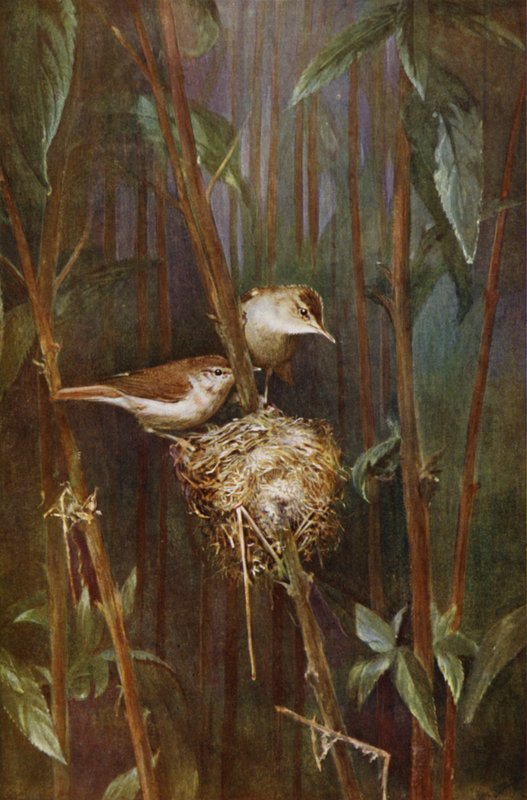 Rohrsänger von Richard and Cherry Kearton