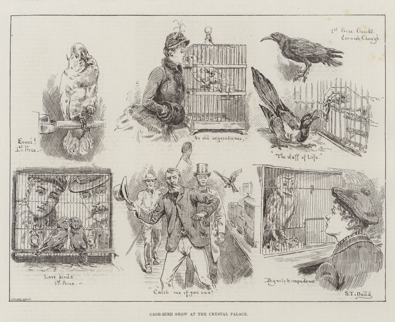 Vogelkäfig-Ausstellung im Crystal Palace von S.T. Dadd