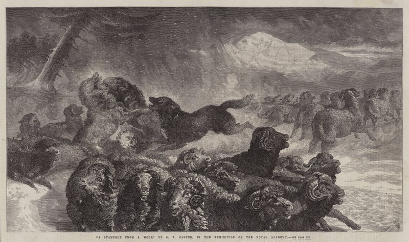 Eine Stampede vor einem Wolf von Samuel John Carter