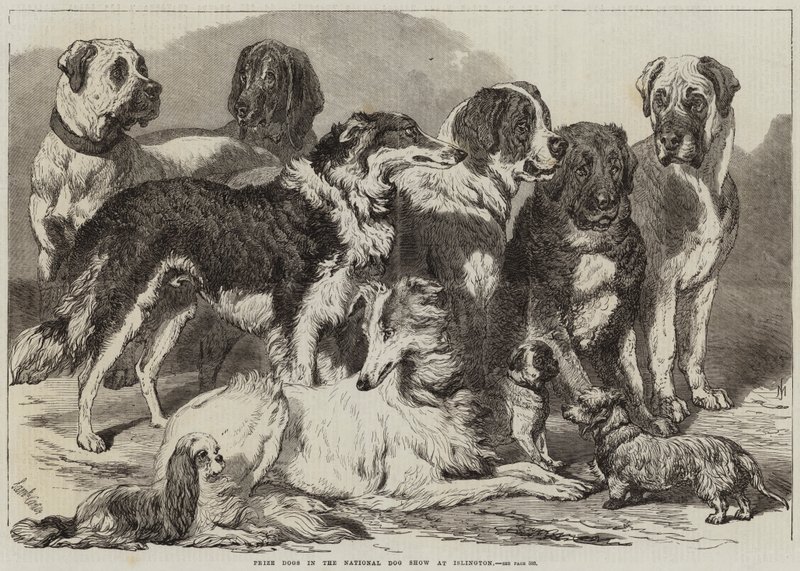Preishunde auf der Nationalen Hundeschau in Islington von Samuel John Carter