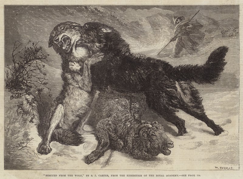 Gerettet vor dem Wolf von Samuel John Carter