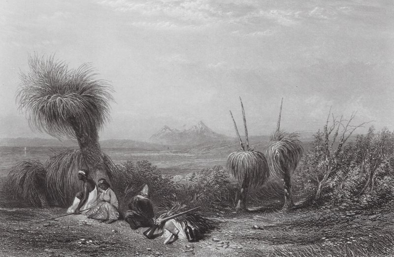 Australien: Grasbaumebenen von Samuel (after) Prout