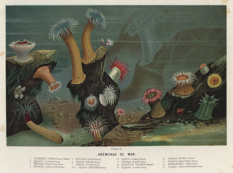 Seeanemonen von Spanish School
