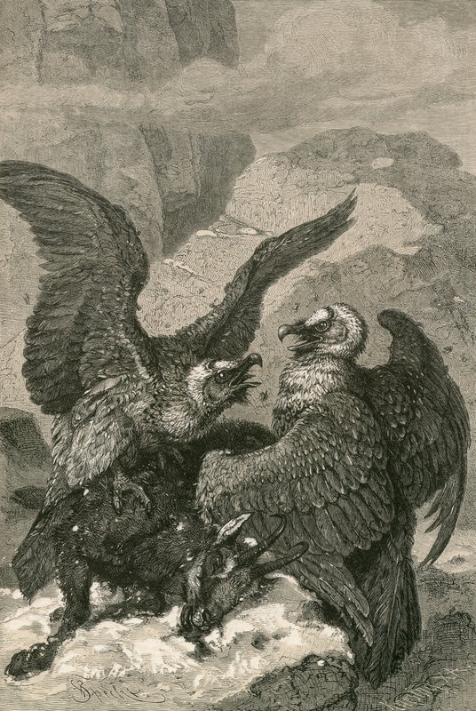 Bartgeier und ihre Beute von Swiss School
