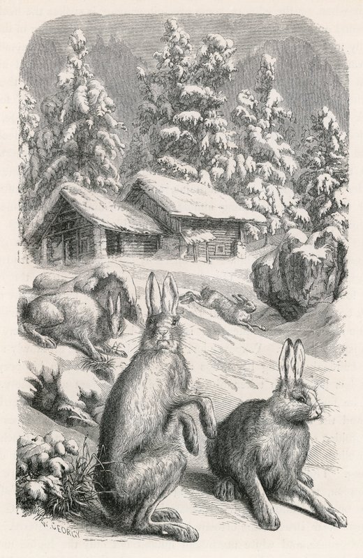 Weiße Alpenhasen von Swiss School