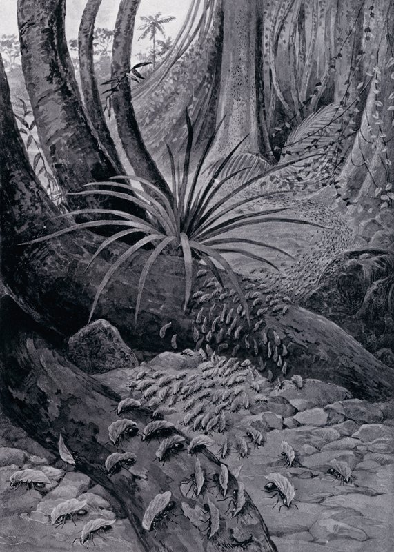 Die Coushie oder Blattschneiderameise (Lithografie) von Theobald Carreras