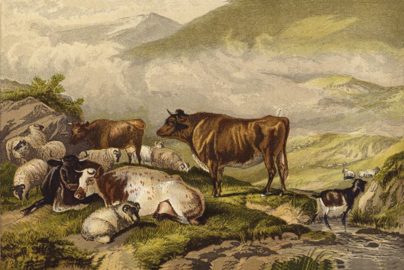 Vieh von Thomas Sidney Cooper