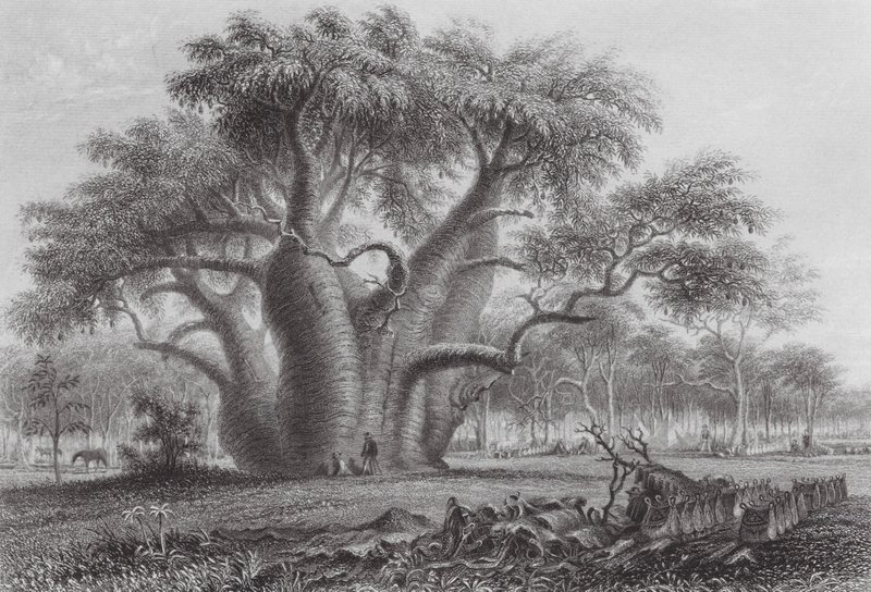 Australien: Der Boadab-Baum von Thomas (after) Baines