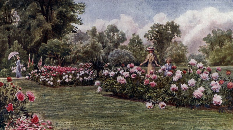 Kew Gardens: Die Pfingstrosen von Thomas Mower Martin