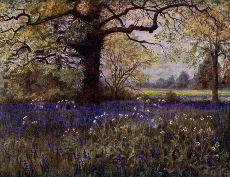 Kew Gardens: Wilde Hyazinthen von Thomas Mower Martin