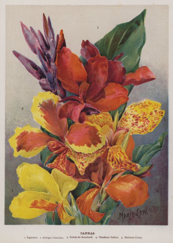 Cannas von Unbekannt Unbekannt