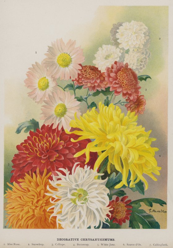 Dekorative Chrysanthemen von Unbekannt Unbekannt