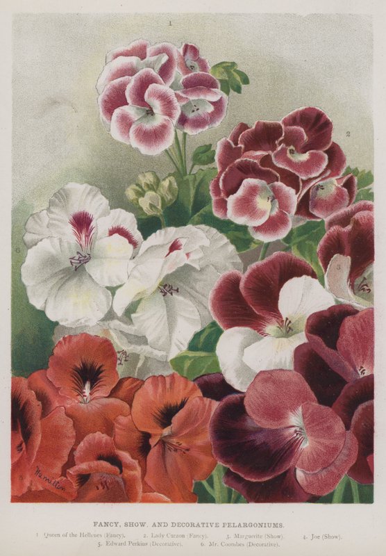 Fancy, Show und dekorative Pelargonien von Unbekannt Unbekannt