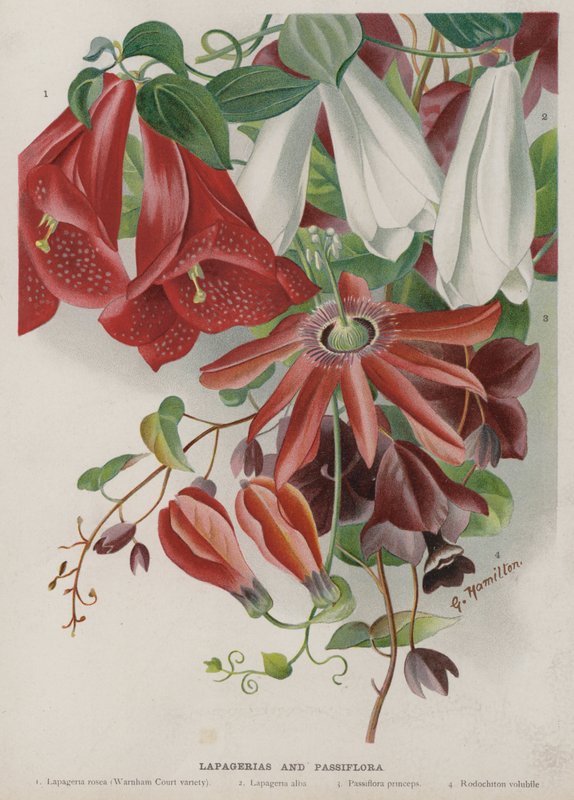 Lapagerias und Passiflora von Unbekannt Unbekannt