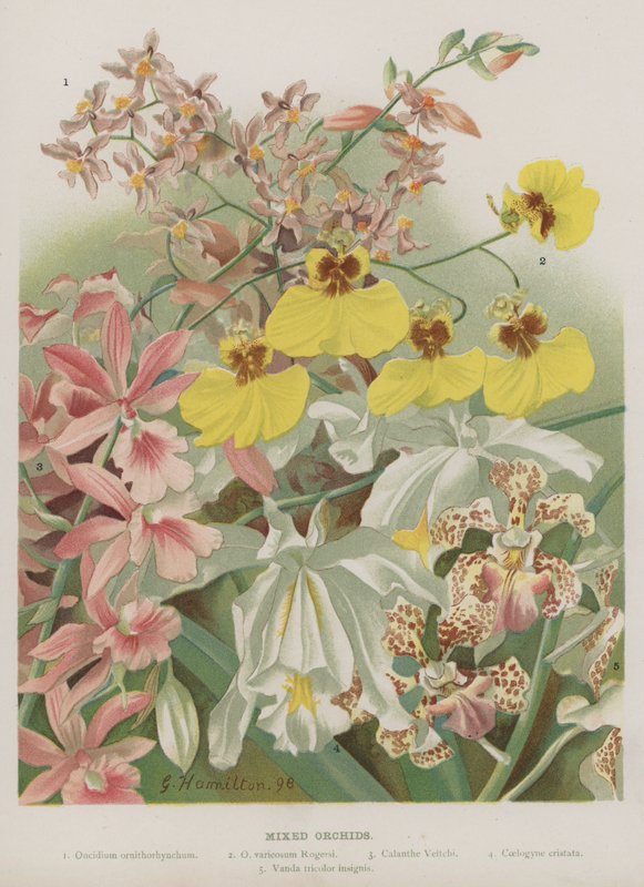 Gemischte Orchideen von Unbekannt Unbekannt
