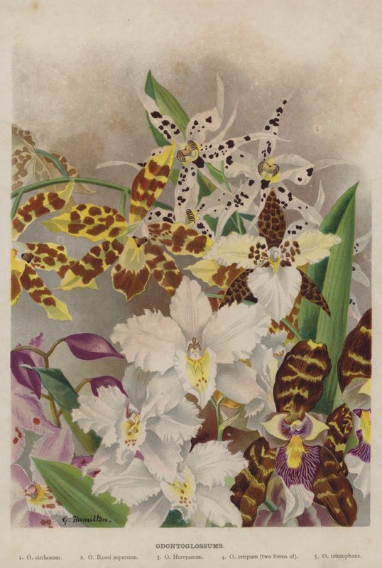 Odontoglossum von Unbekannt Unbekannt