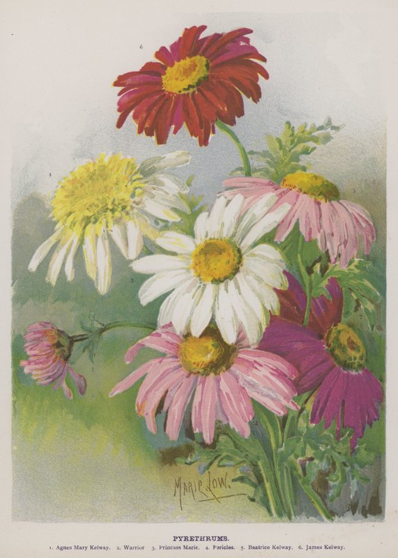 Pyrethrum von Unbekannt Unbekannt