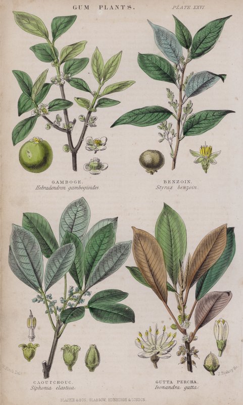 Gamboge; Benzoe; Kautschuk; Guttapercha (farbiger Stich) von W. Fitch