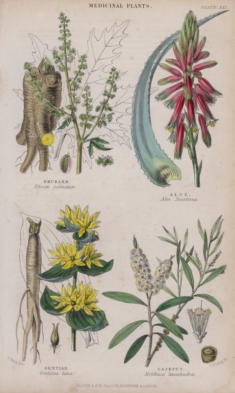 Rhabarber; Aloe; Enzian; Cajeput von W. Fitch