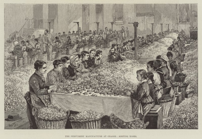 Die Parfümherstellung in Grasse, Sortieren von Rosen von Walter Paget