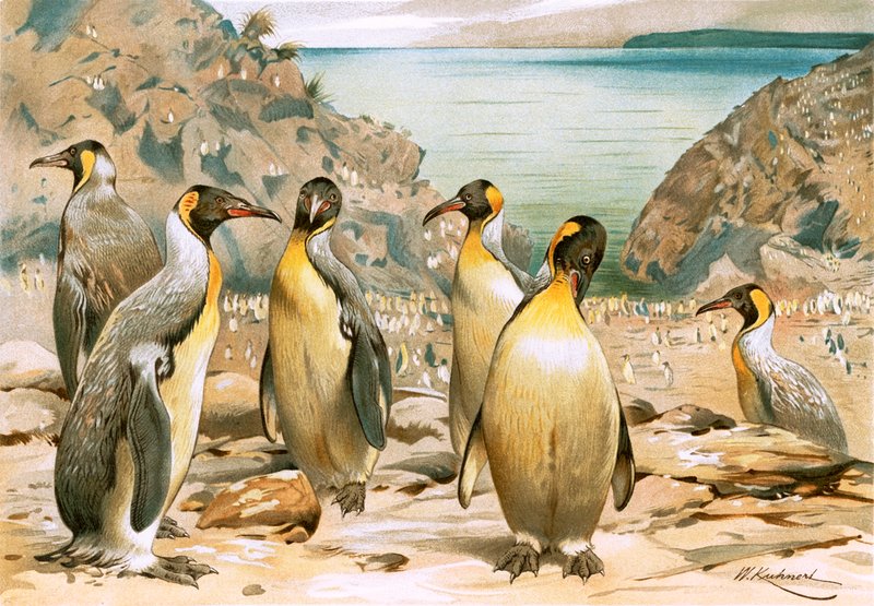 Riesenpinguine von Wilhelm Kuhnert