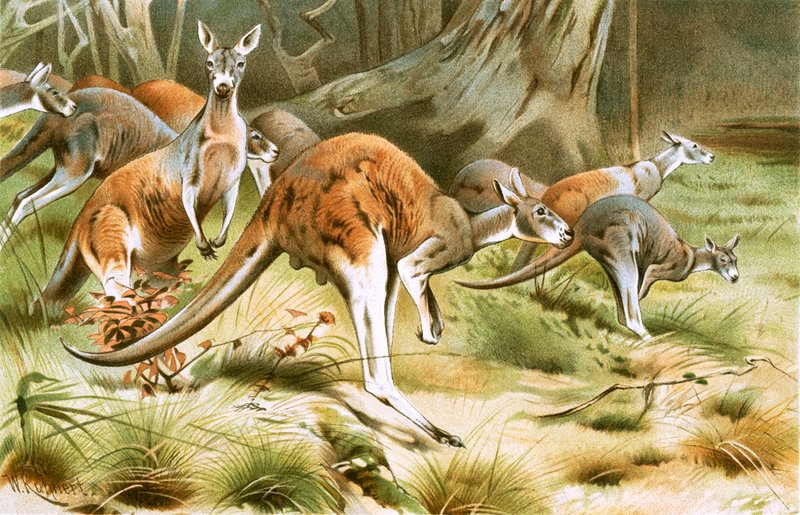 Das rote Känguru von Wilhelm Kuhnert