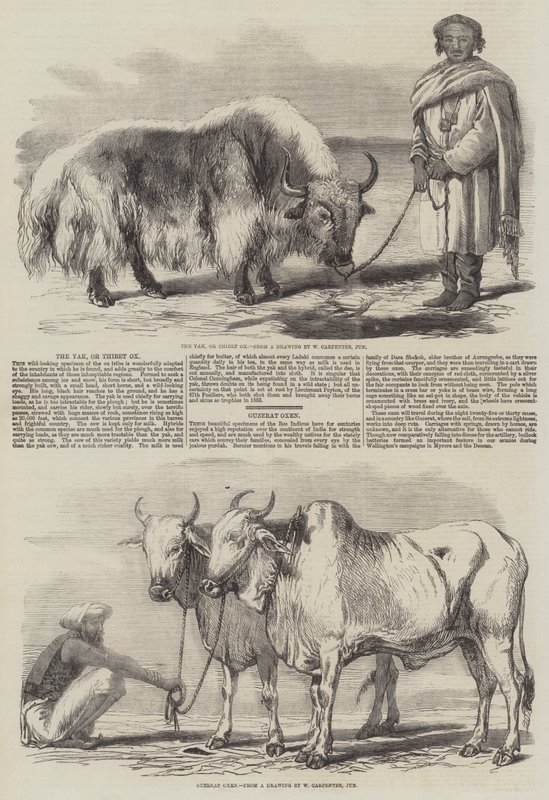 Der Yak oder Tibet-Ochse von William Carpenter