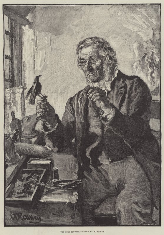 Der Vogelstopfer von William Rainey