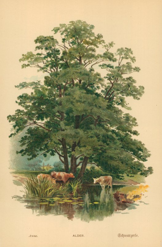 Erle von William Henry James Boot