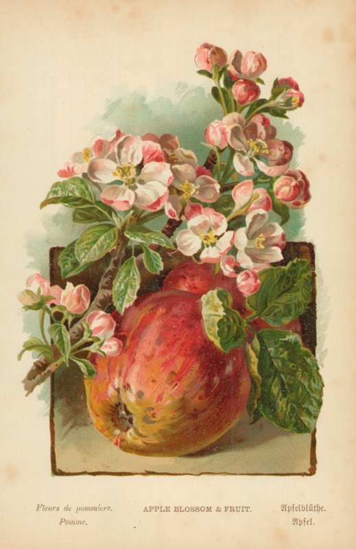Apfelblüte und Frucht von William Henry James Boot